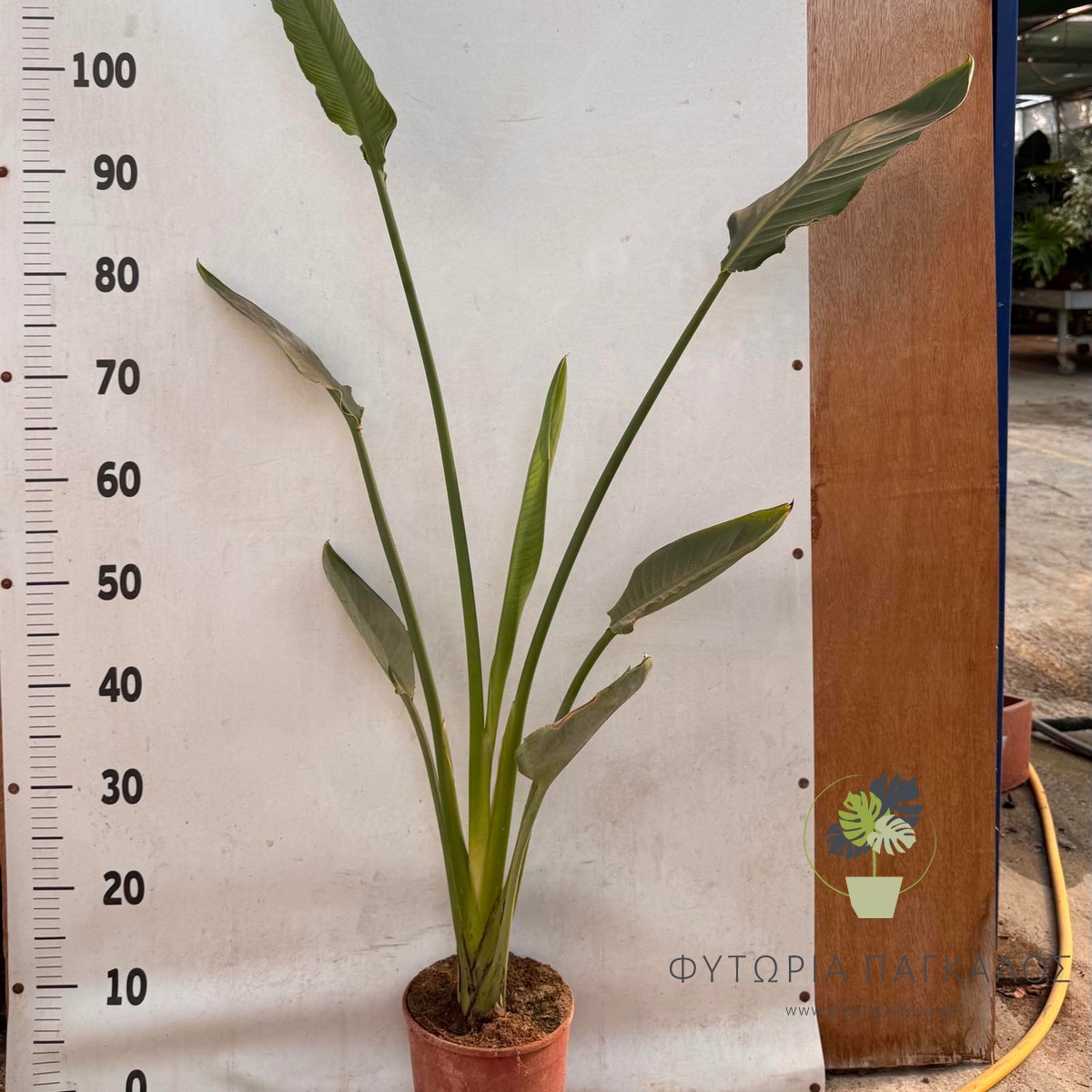 Στερλίτσια Ρεγγίνε (Strelitzia reginae) | Πουλί του Παραδείσου με Εξωτικά Άνθη - 2